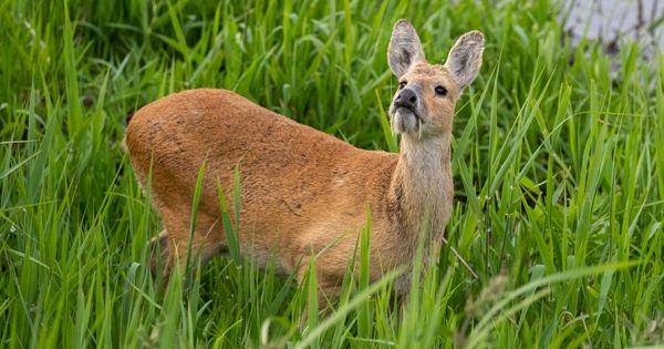 Water deer (worlddeer.org)