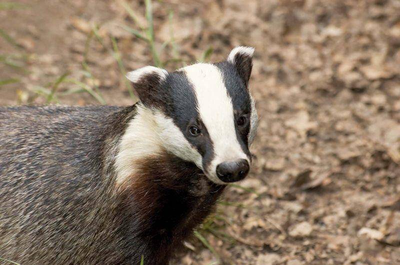 European badger (britannica.com)