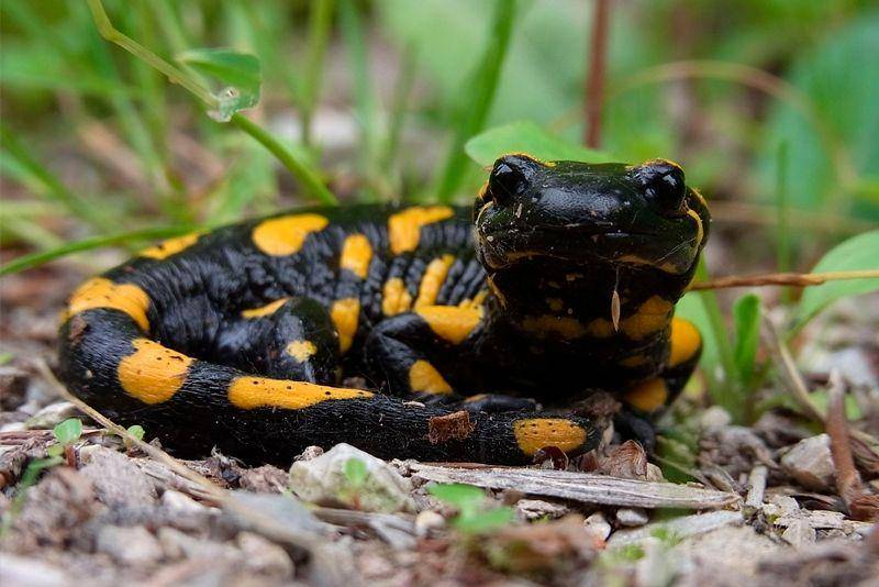 Fire salamander (unboxingdiseases.eu)