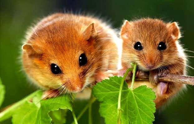 Dormice (countrylife.co.uk)