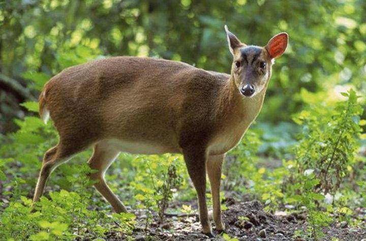 Truong son muntjac (vacne.org.vn)