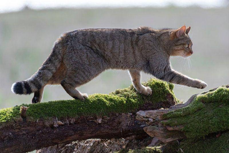 European wild cat (a-z-animals.com)