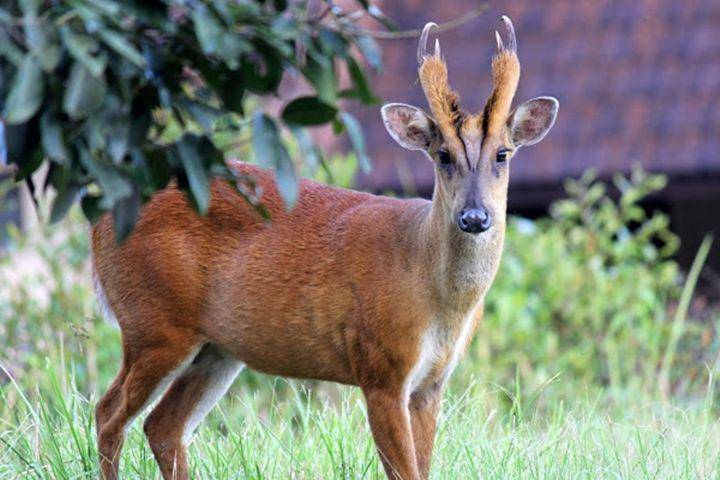 Indian muntjac (projectnoah.org)