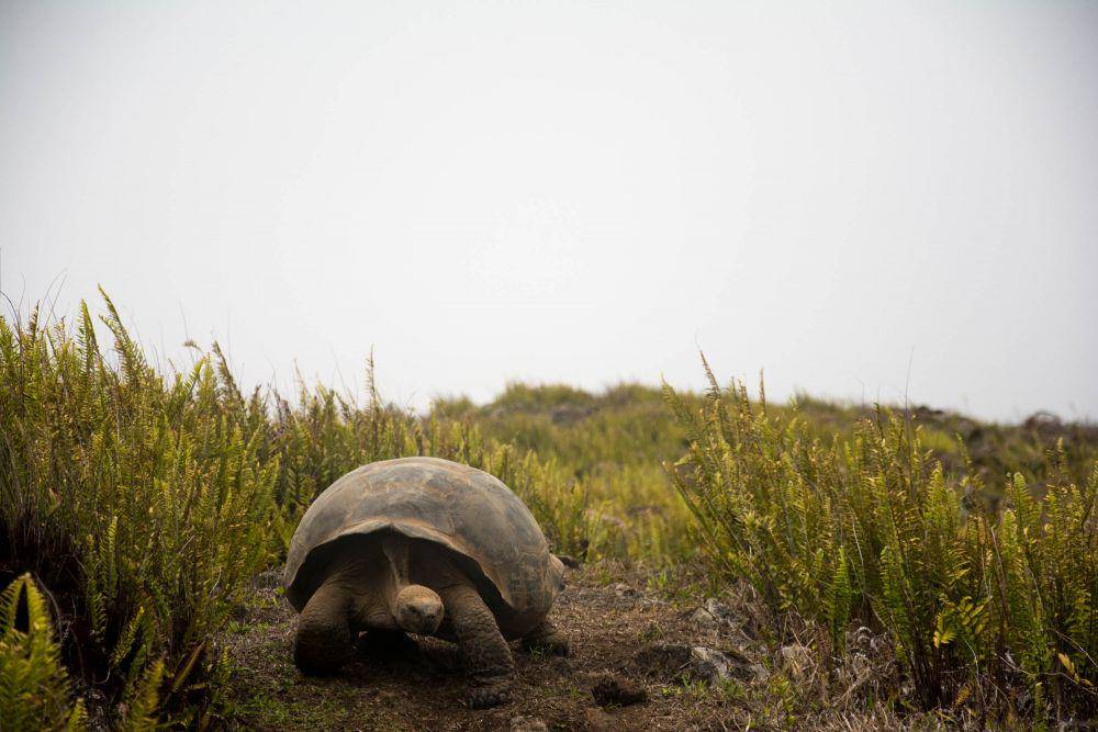 Kura-kura raksasa di Kepulauan Galapagos, Ekuador. (twitter.com/DarwinFound)