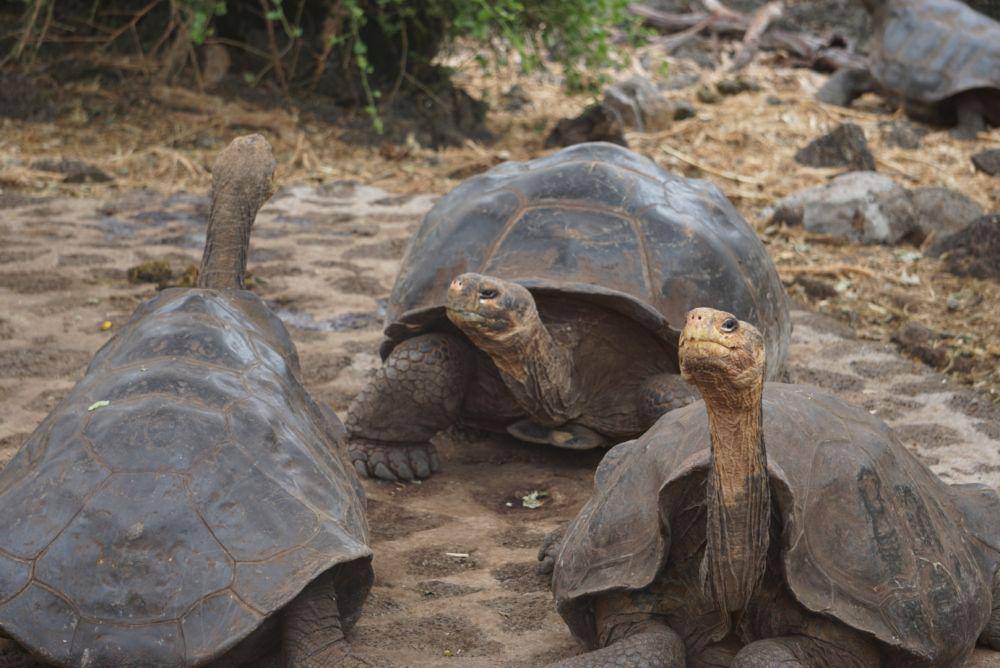 Kura-kura raksasa di Pulau Fernandina, Kepulauan Galapagos, Ekuador. (twitter.com/yosoyfatima)