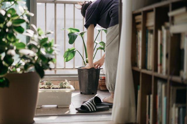 5 Tips Merawat Tanaman Hias Agar Tetap Subur dan Anti Layu
