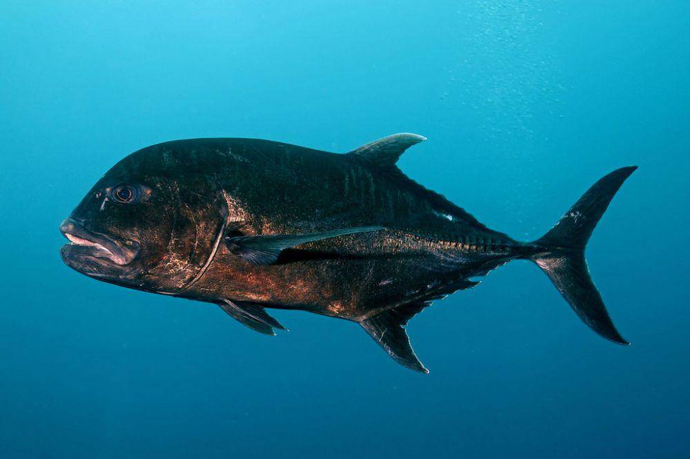 ikan Giant Trevally (fishesofaustralia.net.au)