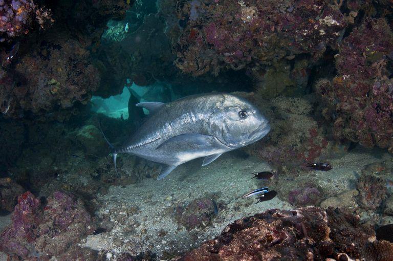 5 Fakta Giant Trevally, Ikan Predator yang Suka Makan Burung