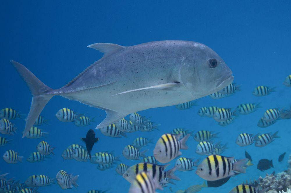 ikan Giant Trevally (inaturalist.org/Nikolai Vladimirov)