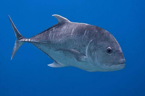 ikan Giant Trevally (inaturalist.org/Nikolai Vladimirov)