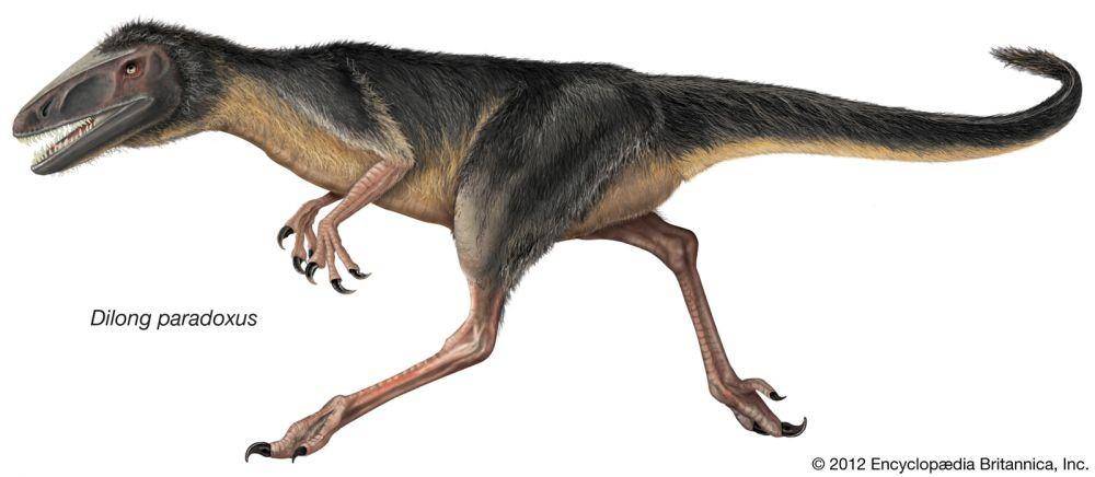 Dilong paradoxus (Dok. Encyclopedia Britannica)