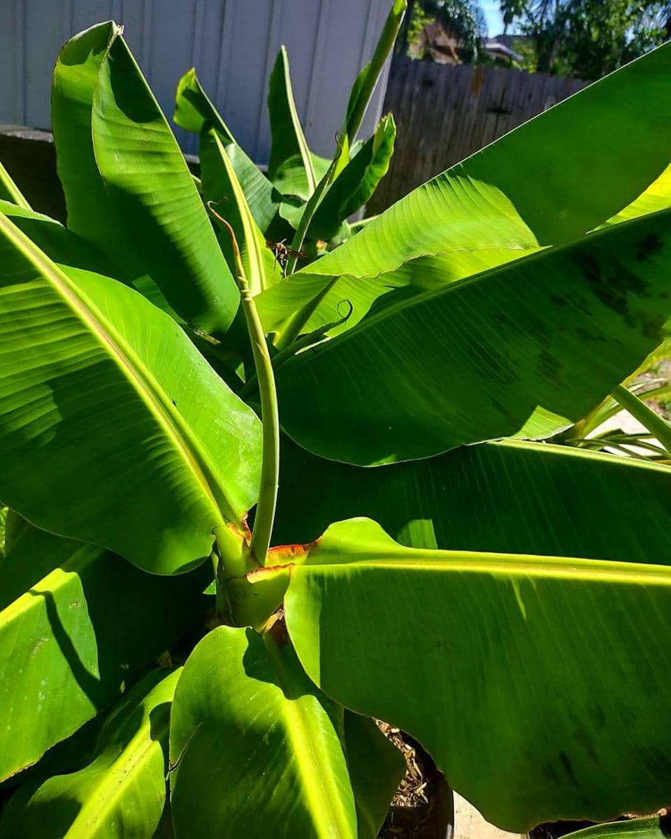 Pohon pisang (instagram.com/plantedplanet_)