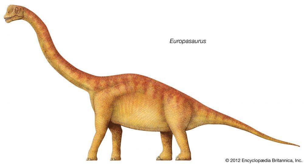 Europasaurus (Dok. Encyclopedia Britannica)