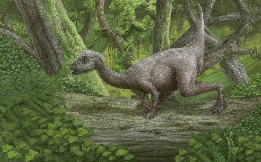 Hypsilophodon (dinosaurpictures.org)