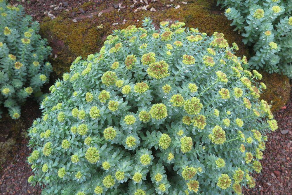 ilustrasi rhodiola rosea (plantsoftheworldonline.org/)
