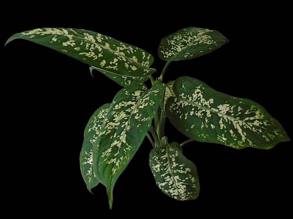 ilustrasi tanaman Dieffenbachia (pixabay.com/dference)