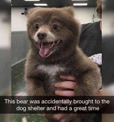 hewan apakah ini? (everythingfunny.org)