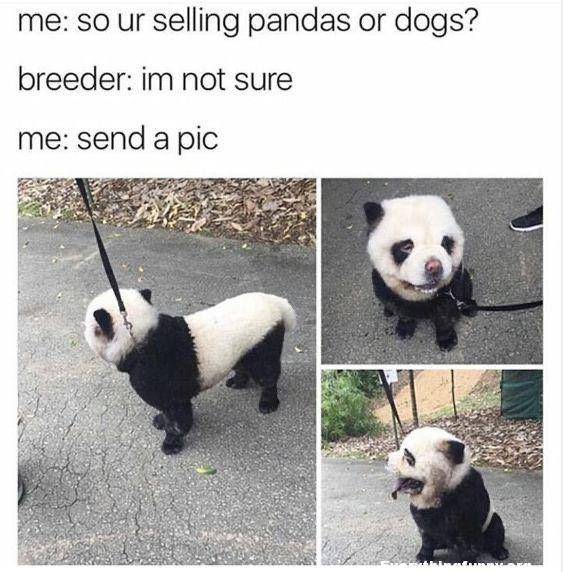 hewan apakah ini (everythingfunny.org)
