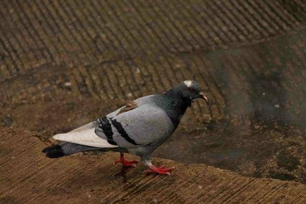 karma instan (entensity.net)