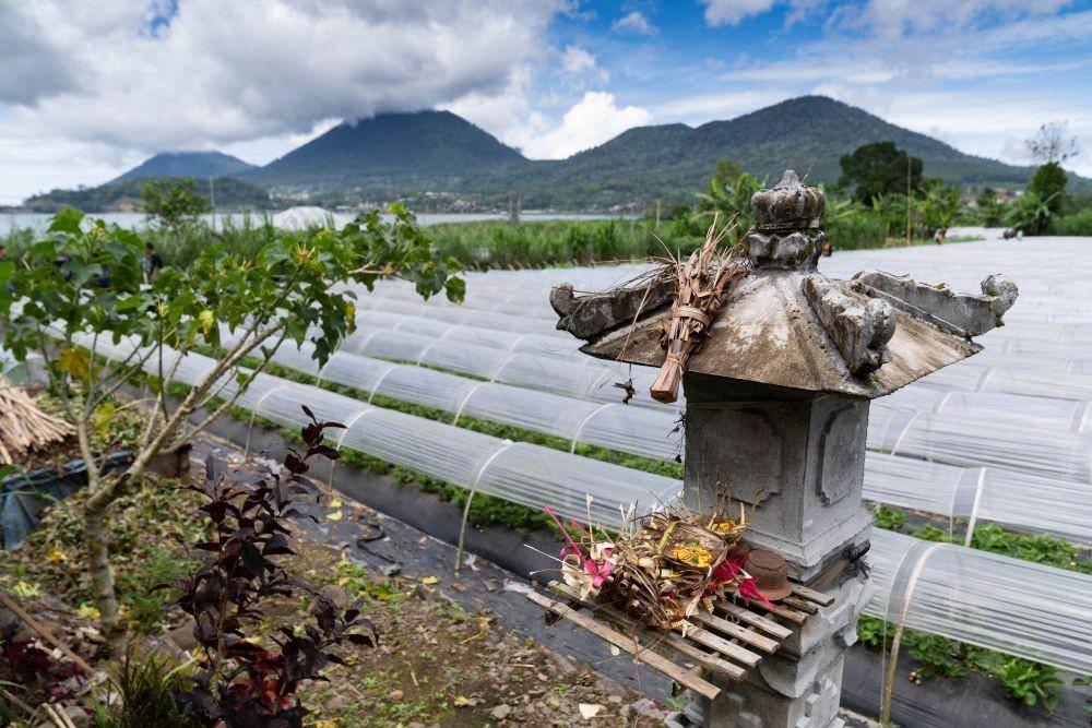 Sebuah pelinggih berdiri di depan ladang stroberi yang dikelola oleh mitra petani TaniHub di Bedugul, Bali.