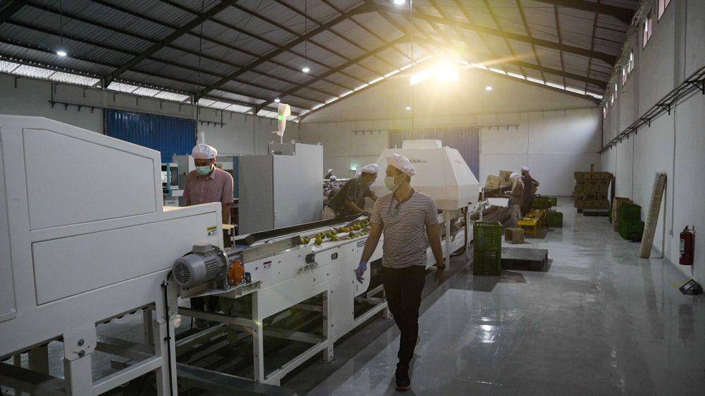 Seorang karyawan TaniSupply berjalan di samping mesin sorting and grading di fasilitas Processing and Packing Center (PPC) di Malang, Jawa Timur.