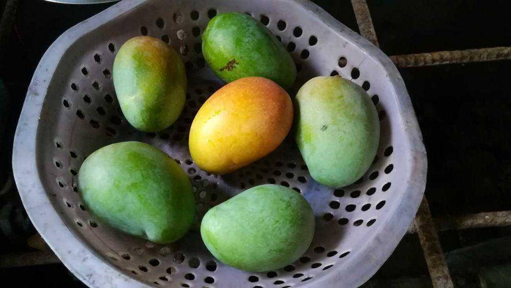 buah mangga (pexels.com/Saif Arefin)
