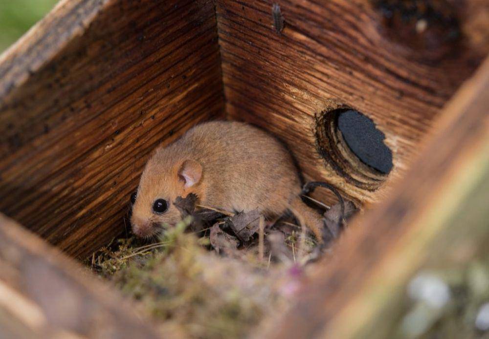 dormice (heaecology.co.uk)