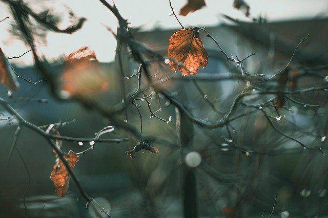 pixabay.com/ValeriaLu