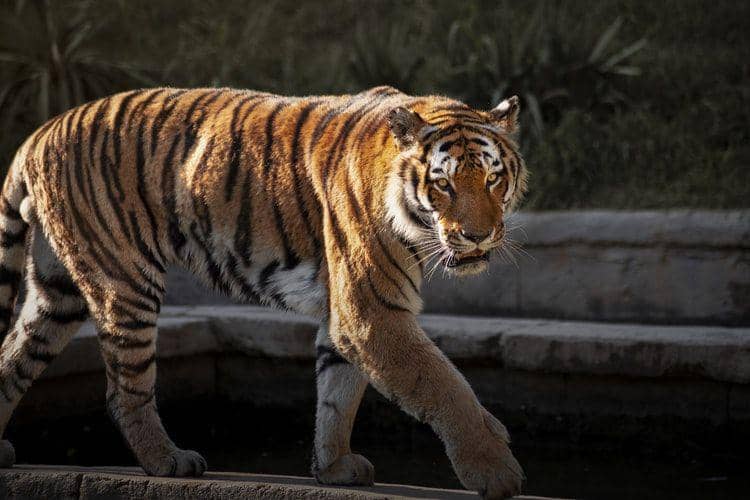 Ilustrasi harimau Bengal di Bangladesh. (Unsplash.com/Samuele Giglio)
