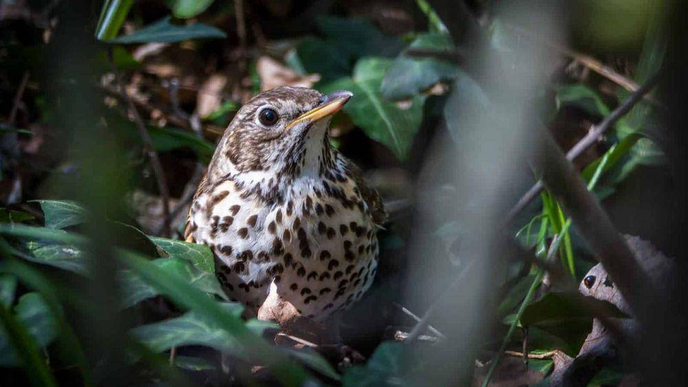 burung turdidae (kennedywildbirdfood.co.uk)