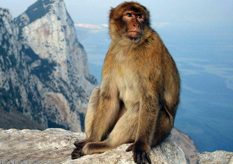 Barbary macaque (amuraworld.com)