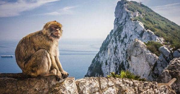 5 Fakta Unik Barbary Macaque, Primata Asal Afrika yang Terancam Punah