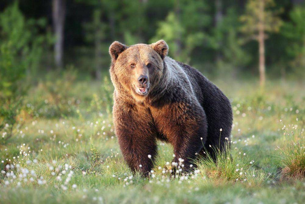 Beruang cokelat di alam liar Finlandia. (naturetrek.co.uk)