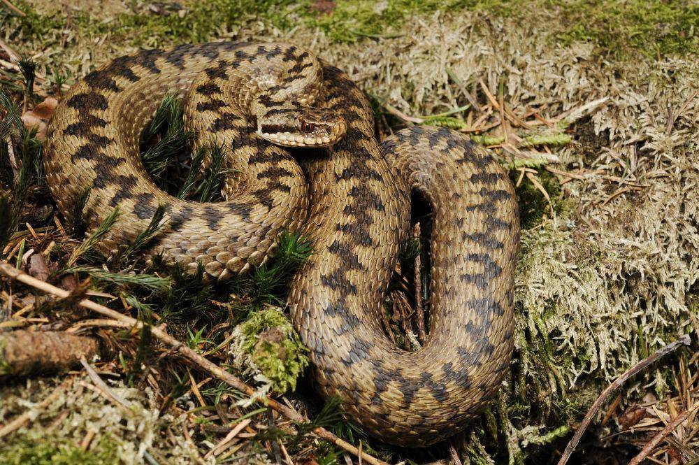 Ular viper eropa yang berbisa dan tidak agresif. (wikimedia.org)