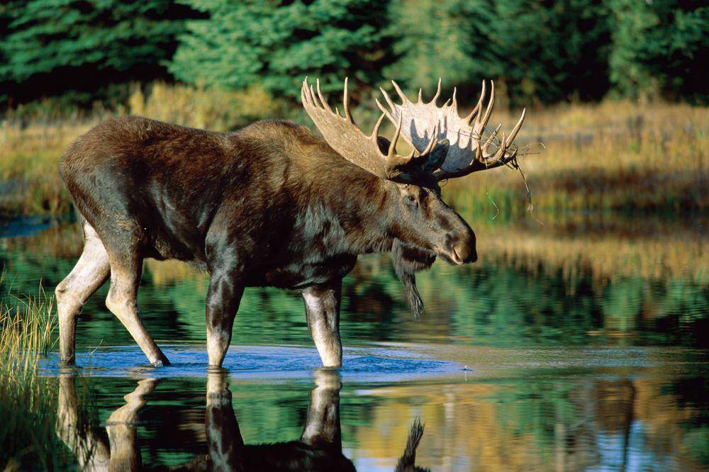 Rusa besar moose di Eropa Utara. (britannica.com)