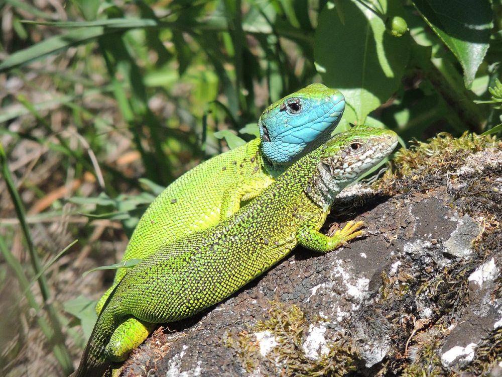 Reptil terkenal di Eropa adalah kadal hijau besar. (wikimedia.org)