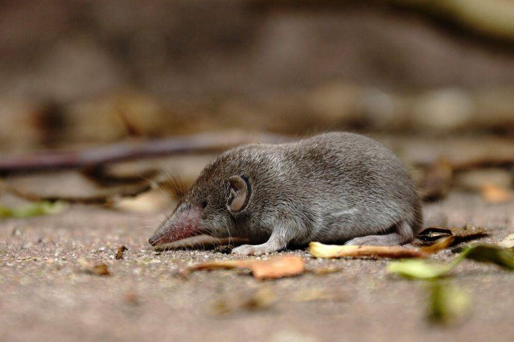 Mamalia kecil di Pegunungan Alpen. (phys.org)