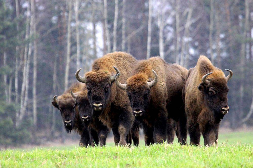 Kumpulan bison di Polandia. (poland.travel)
