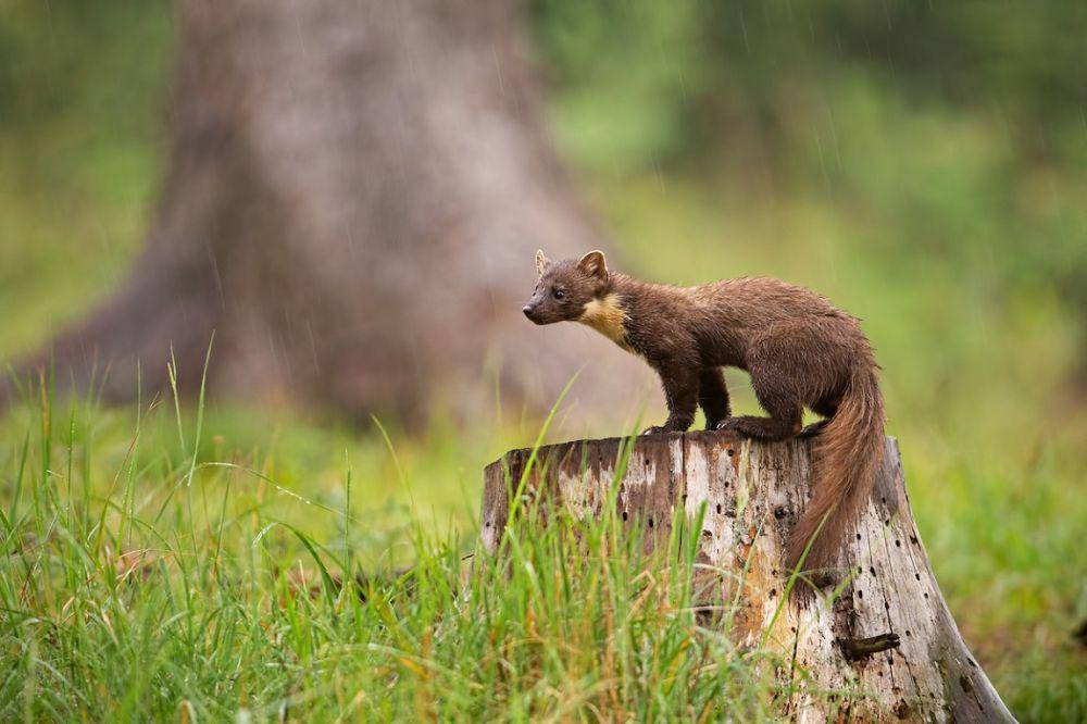 Pinus marten banyak ditemukan di Inggris dan Eropa Barat. (romania-insider.com)