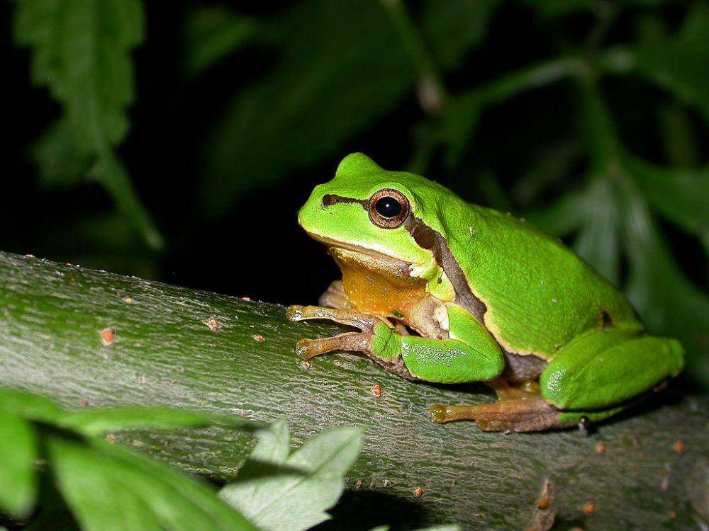 Katak pohon yang tersebar di Tanah Eropa. (wikimedia.org)