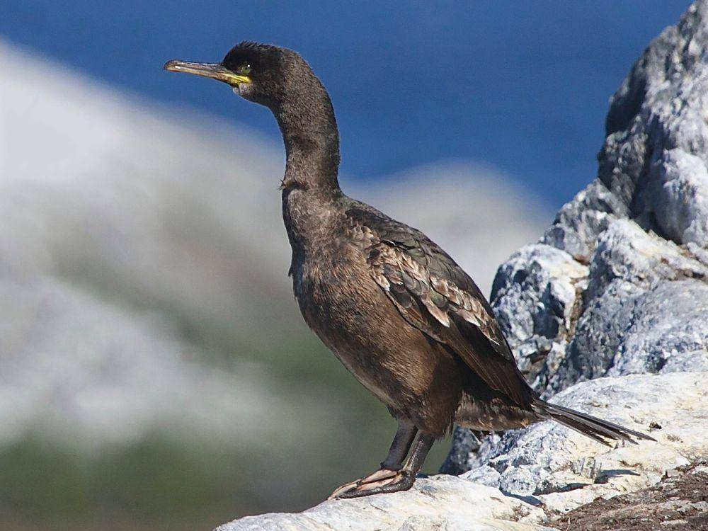 Burung leher panjang di Atlantik Timur. (ebird.org)