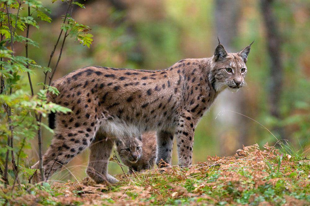 Keberadaan lynx di Eropa dan Asia Tengah. (mehrnews.com)