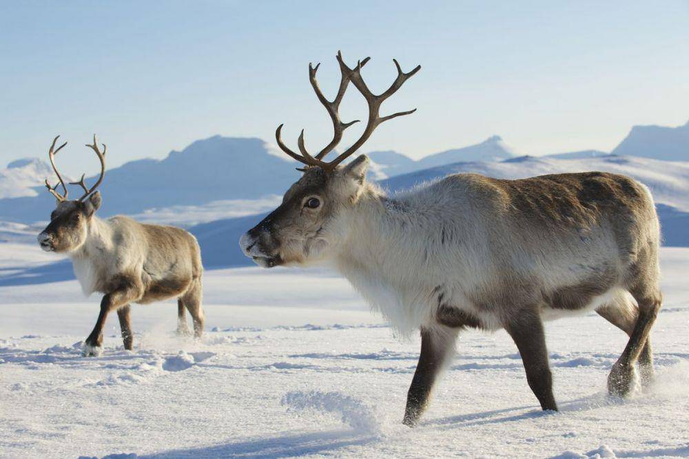 Rusa kutub di wilayah dingin Greenland. (theverge.com)