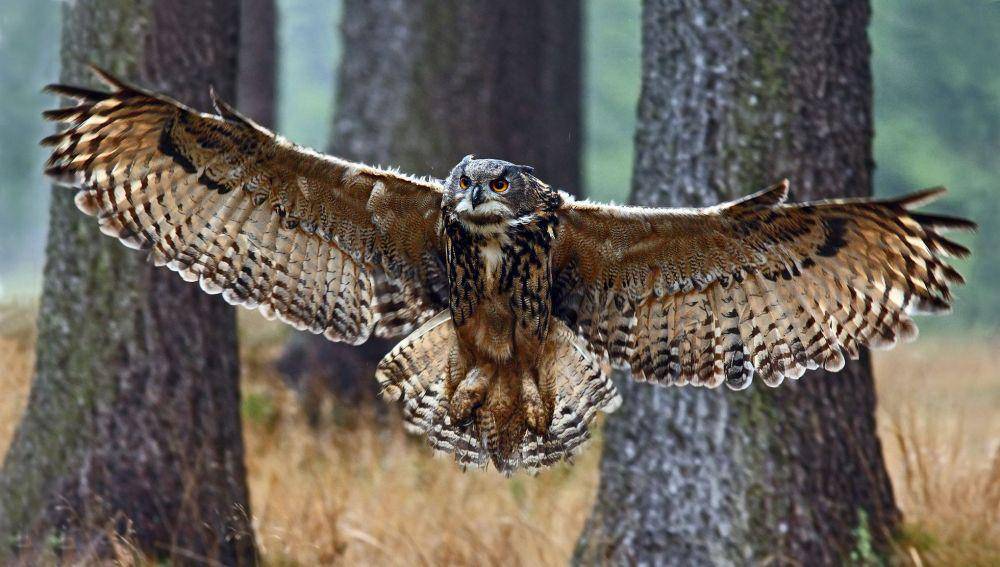 Burung hantu elang yang ada di Denmark. (wildaboutdenmark.com)