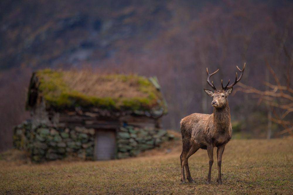 Kehidupan alam liar di Tanah Eropa. (norway-nature.com)