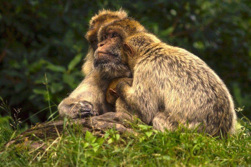 Barbary macaque (mosaicnorthafrica.com)