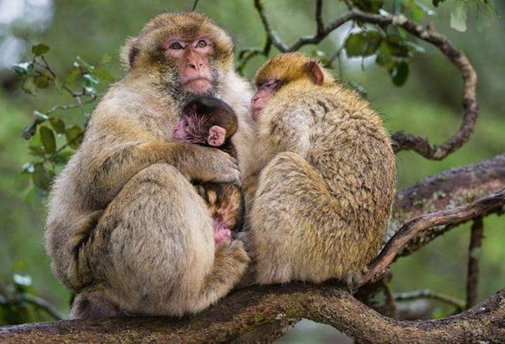 Barbary macaque (nationalgeographic.com)