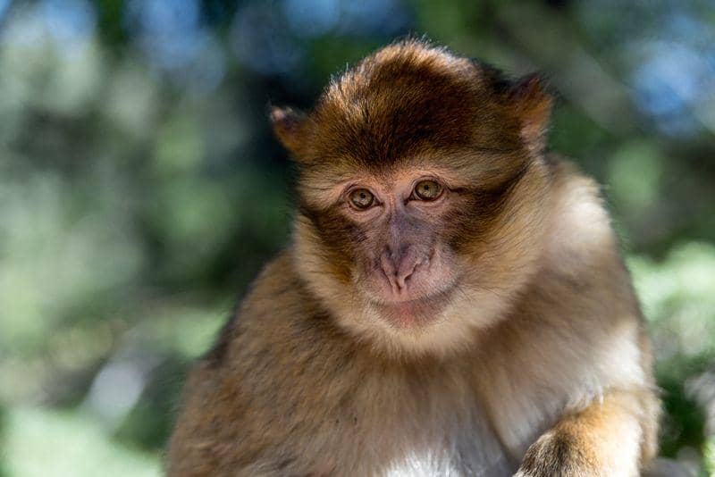 Barbary macaque (ifaw.org)
