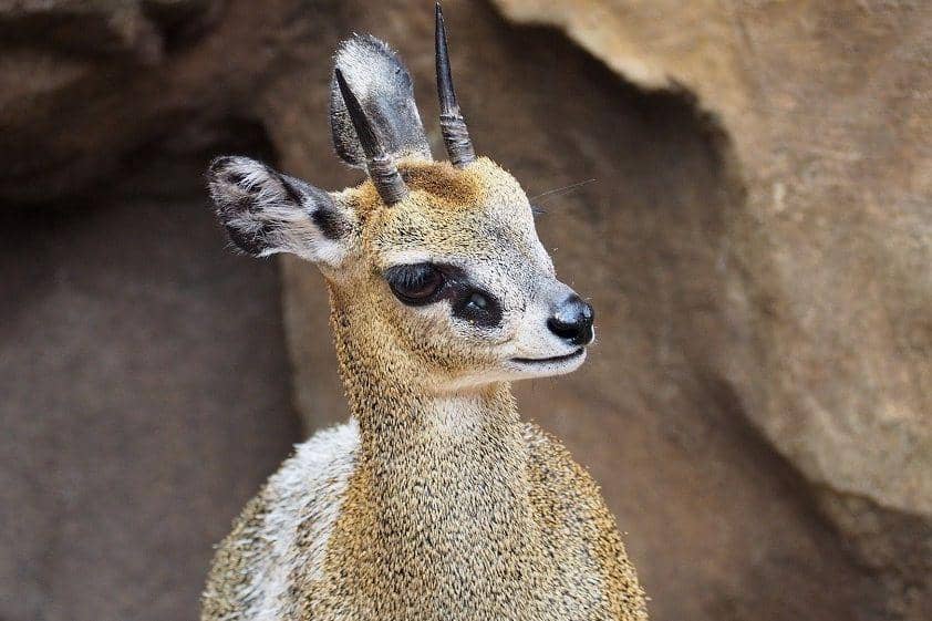 Berkenalan dengan Klipspringer, si Penari Balet dari Afrika yang Unik