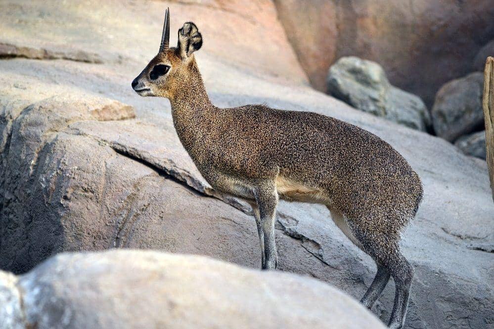 Klipspringer berdiri di atas batu (commons.wikimedia.org/Tim Strater)